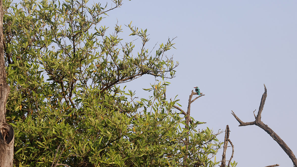 Blue-breasted Kingfisher